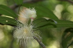Syzygium munronii